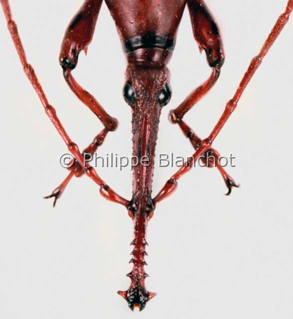 Toxobrentus expolliatus.JPG - Toxobrentus expolliatus (Portrait)BrentideStraigh snout beetleColeopteraBrentidaeLaos